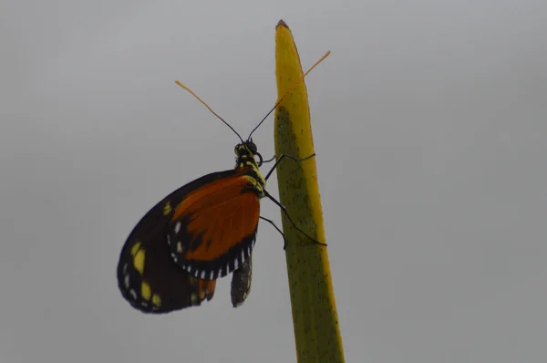 Borboleta Jardim — Fotografia de Stock