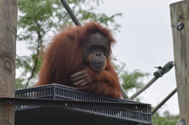 Açık havada orangutan.