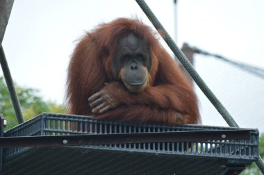 Açık havada orangutan.