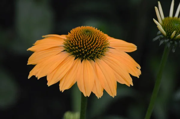 Échinacée Dans Jardin — Photo