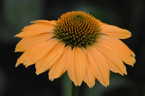 Échinacée Dans Jardin — Photo