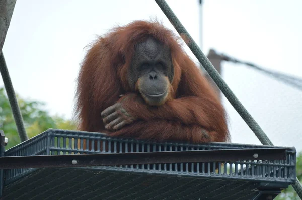 Orangután Aire Libre —  Fotos de Stock