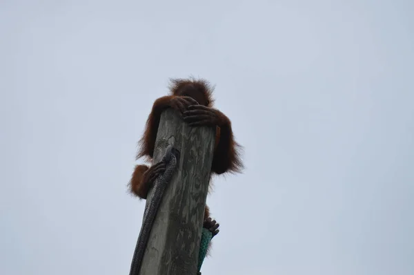 Baba Orangután Hegymászó Egy Post — Stock Fotó