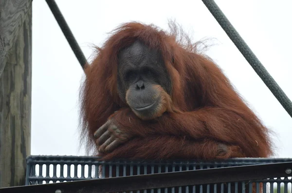 Orang Utan Freier Natur — Stockfoto