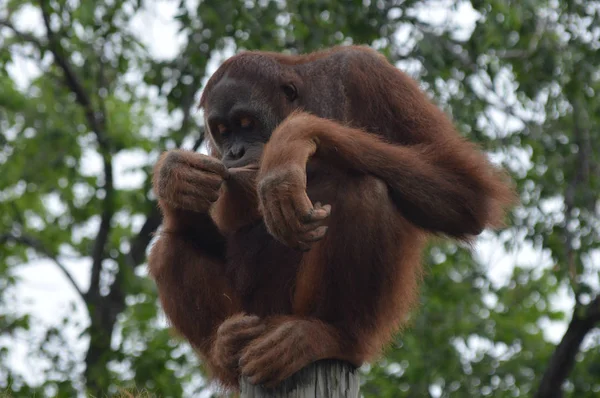 Orang Utan Freier Natur — Stockfoto