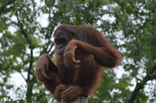 Orangutan Outdoor — стоковое фото