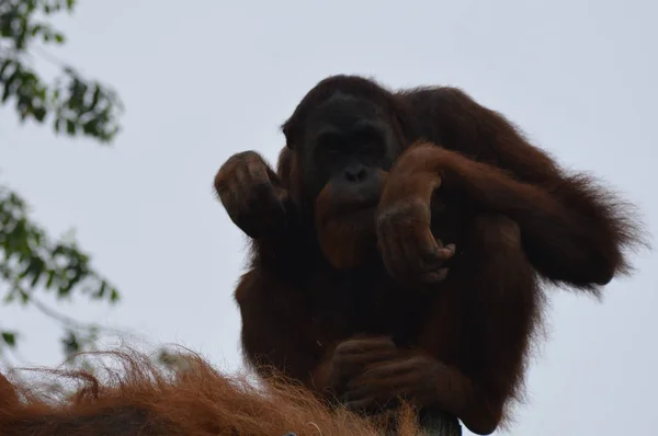 Açık Havada Orangutan — Stok fotoğraf