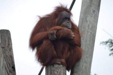 Açık havada orangutan.