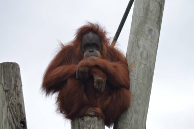 Açık havada orangutan.