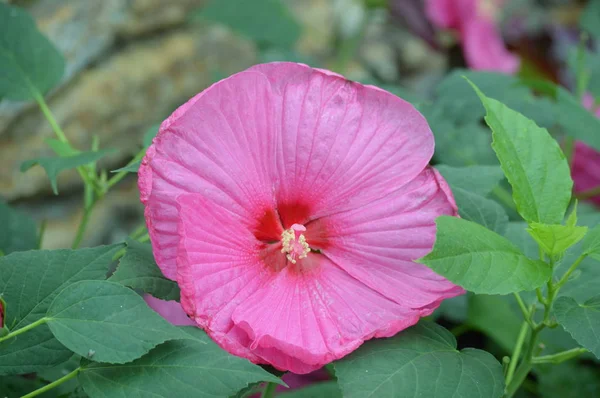 Hibiscus Саду — стоковое фото