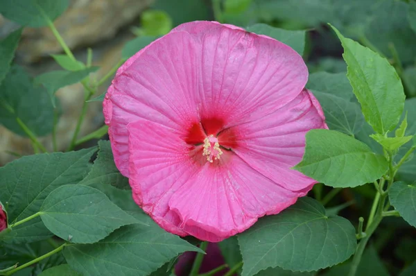 Hibiscus Саду — стоковое фото