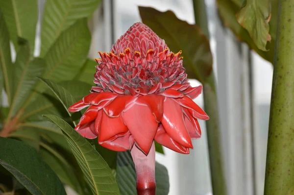 Torche Rouge Gingembre Dans Jardin — Photo