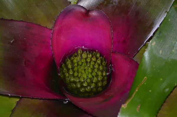 Bromeliad Ogrodzie — Zdjęcie stockowe