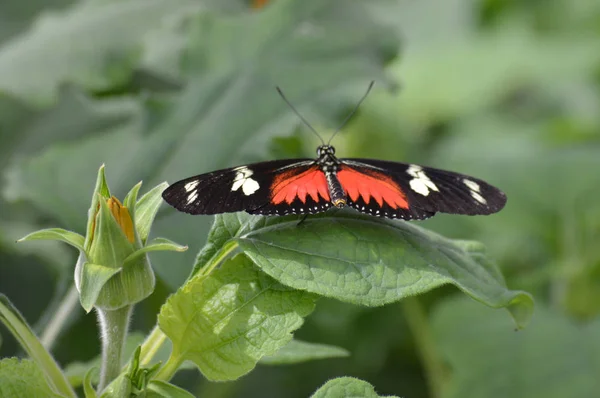 Farfalla Giardino — Foto Stock
