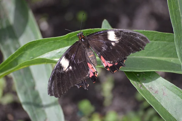 Mariposa Jardín — Foto de Stock