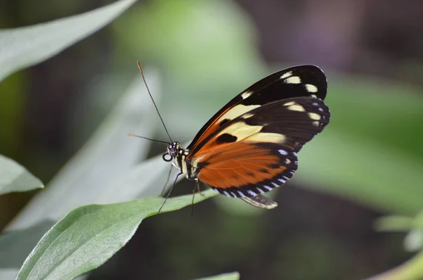 Motýl Zahradě — Stock fotografie