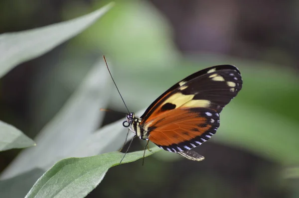 Бабочка Саду — стоковое фото
