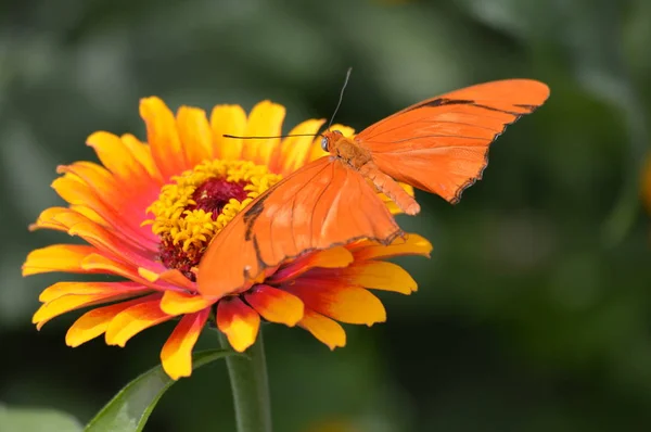 Papillon Dans Jardin — Photo