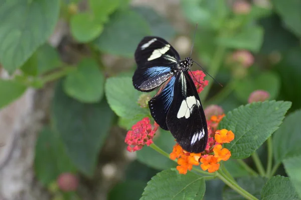 Bahçedeki Kelebek — Stok fotoğraf