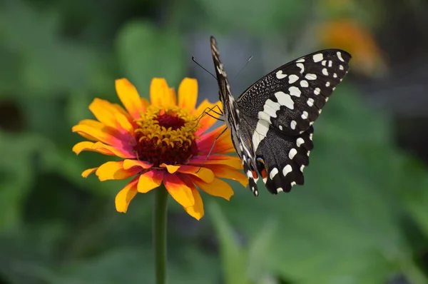 Papillon Dans Jardin — Photo