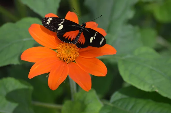 Papillon Dans Jardin — Photo