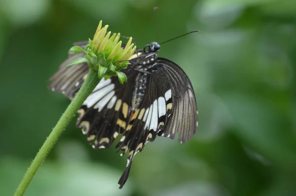 Bahçedeki Kelebek — Stok fotoğraf