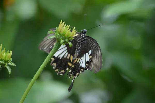 Papillon Dans Jardin — Photo