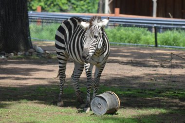 Zebra açık havada