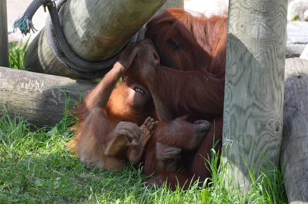 Mother Baby Orangutan — Stock Photo, Image