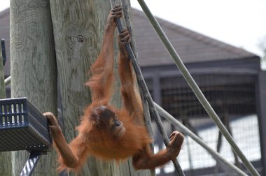 Bebek orangutan ipleri üzerinde
