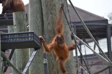 Bebek orangutan ipleri üzerinde