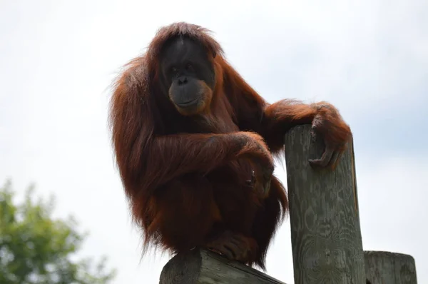 Orangotango Livre — Fotografia de Stock