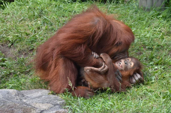 Anne Orangutan Bebeğini Gıdıklıyor — Stok fotoğraf