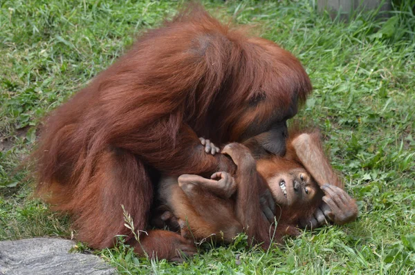 Mãe Orangotango Cócegas Seu Bebê — Fotografia de Stock