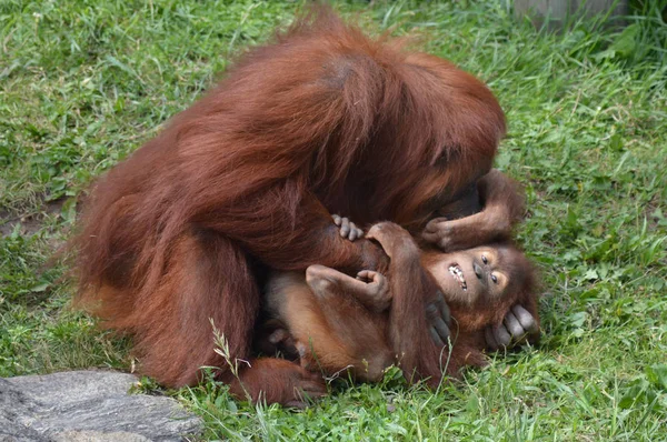 彼女は赤ん坊をくすぐり母のオランウータン — ストック写真