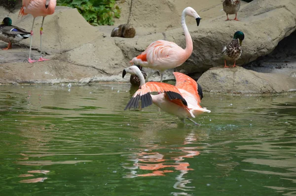 Flamingo Água — Fotografia de Stock