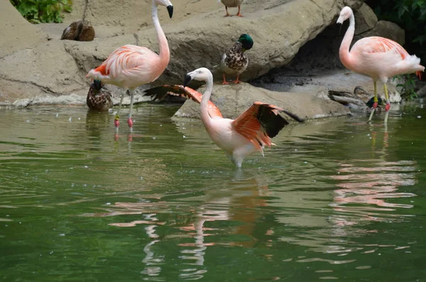 Flamingo Воде — стоковое фото