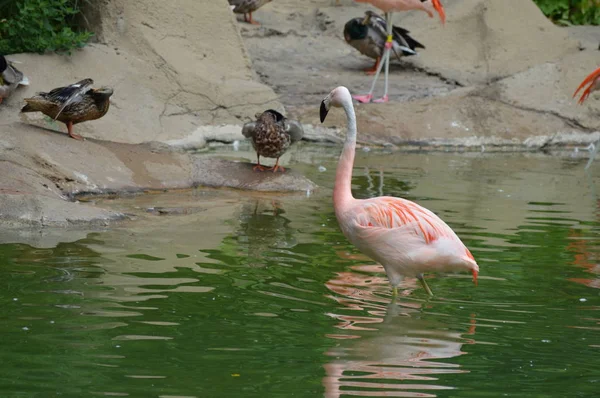 Flamingo Vodě — Stock fotografie