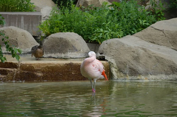 Flamingo Água — Fotografia de Stock