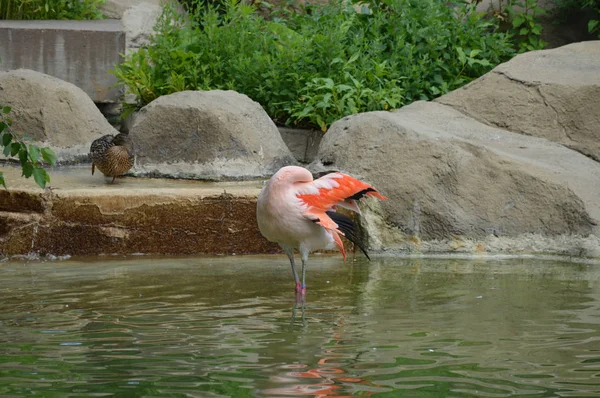 Flamingo Água — Fotografia de Stock