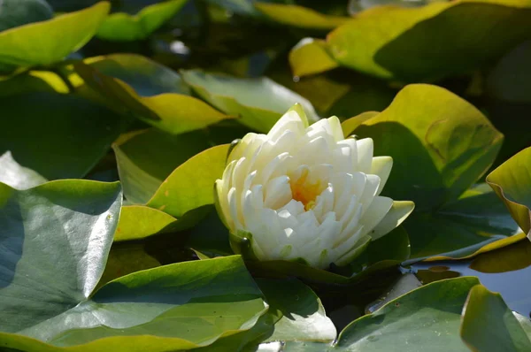 Nénuphar Poussant Sur Étang — Photo