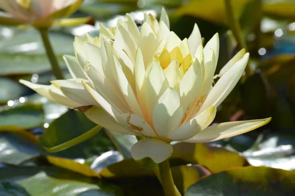 Nénuphar Poussant Sur Étang — Photo