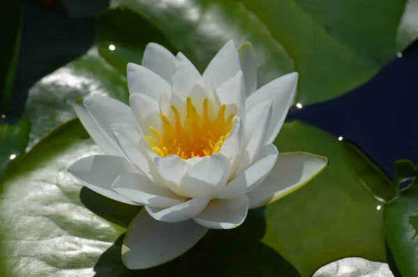 Water Lily Growing Pond — Stock Photo, Image