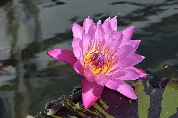 Nénuphar Poussant Sur Étang — Photo