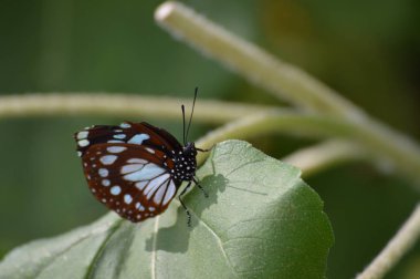 Yaz aylarında bahçede kelebek