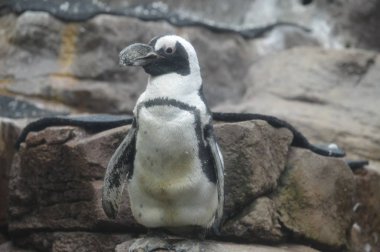 bir kaya üzerinde penguen duran