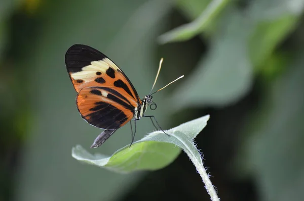 Mariposa Jardín Durante Verano — Foto de Stock