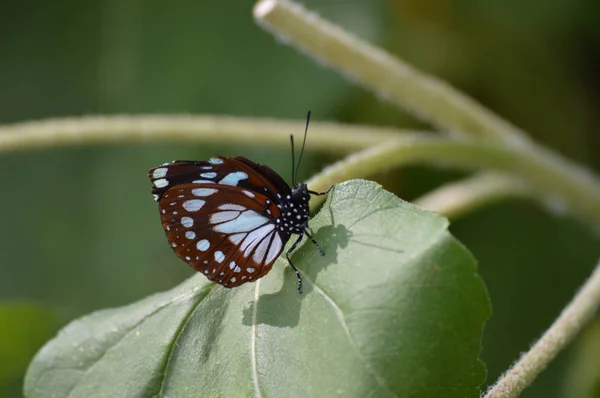 Papillon Dans Jardin Pendant Été — Photo