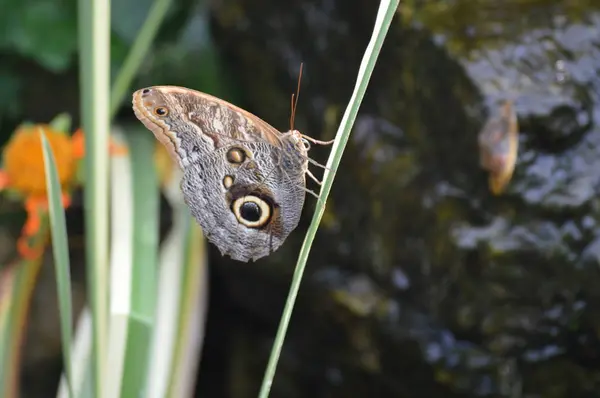 Borboleta Jardim Durante Verão — Fotografia de Stock