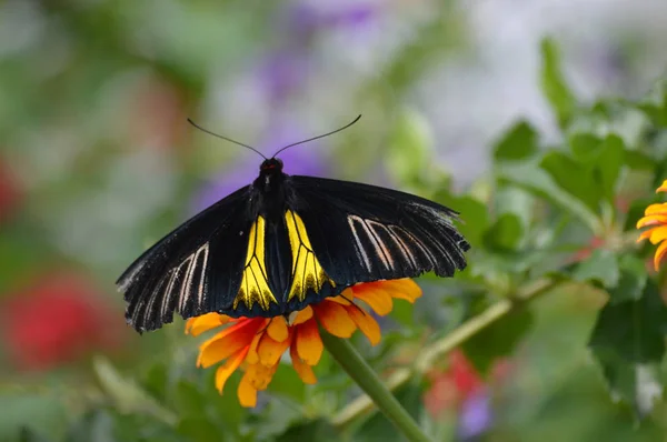 Motýl Zahradě Létě — Stock fotografie